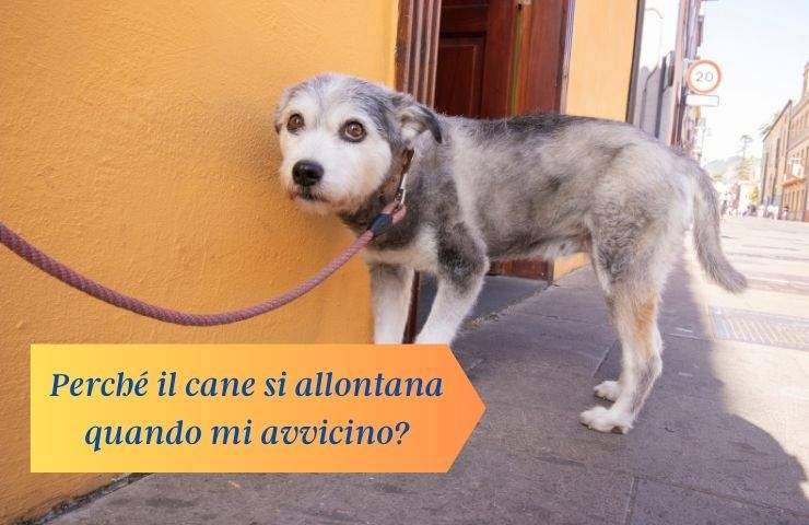 Cane impaurito