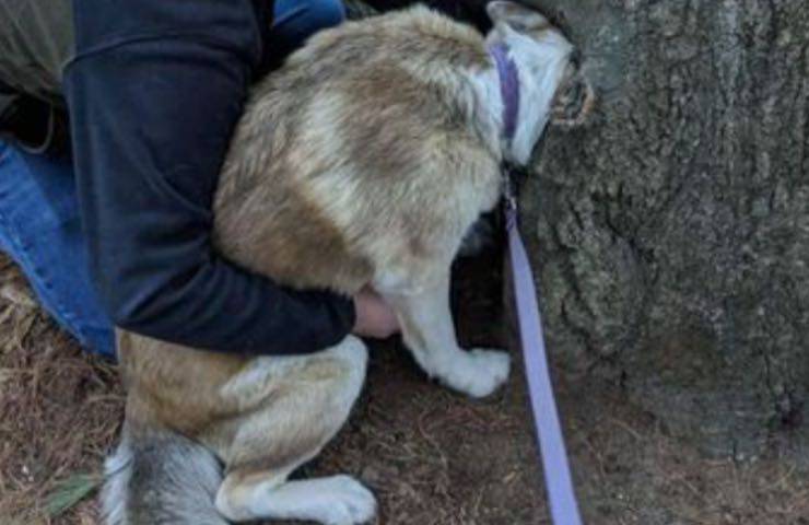 cane incastrato apertura sentiero 