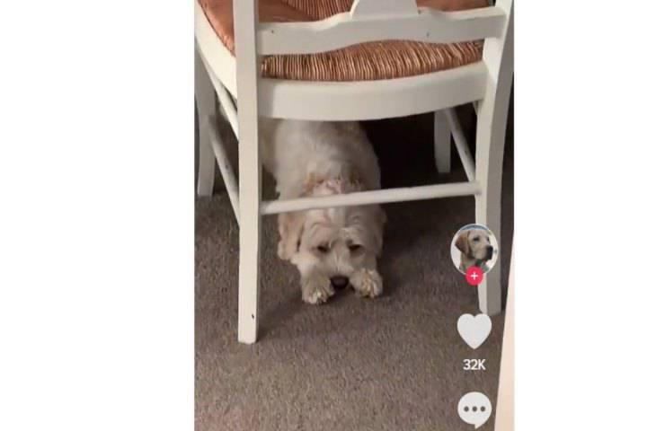 Cane maltrattato trova famiglia per sempre