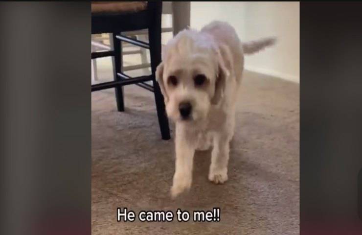 Cane maltrattato trova famiglia per sempre