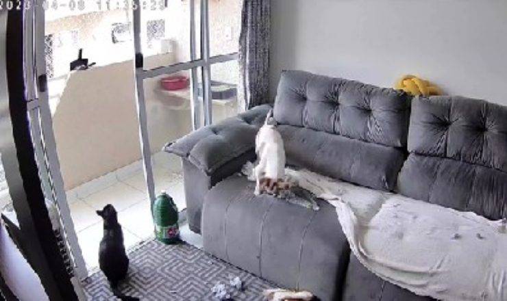 cane divano video