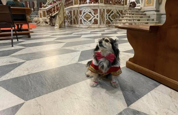 cane parrocchia messa domenica