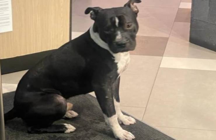 Camerieri mostrano la loro umanità aiutando un cane durante un temporale