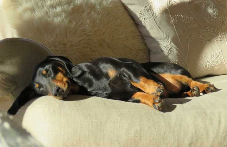 Cane dorme sul divano