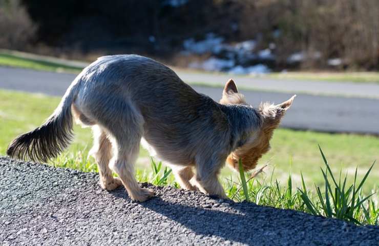 Cane si avvicina all'erba