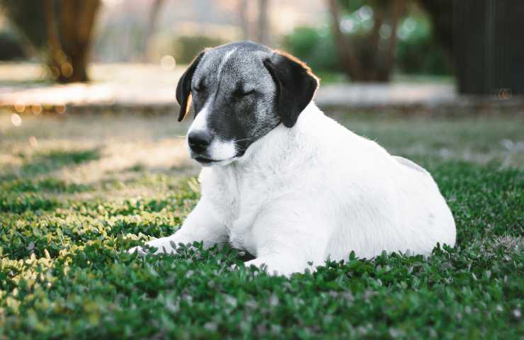 Cane sul prato
