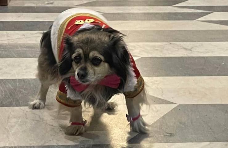 piccolo cane vestito Oristano