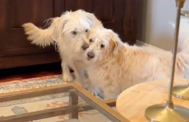 cane Barkley coppia fratelli