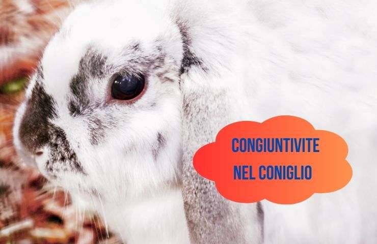 Coniglio con contorno occhi rosso