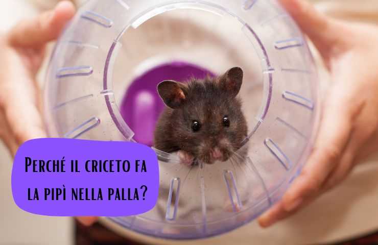 Criceto urina nella palla