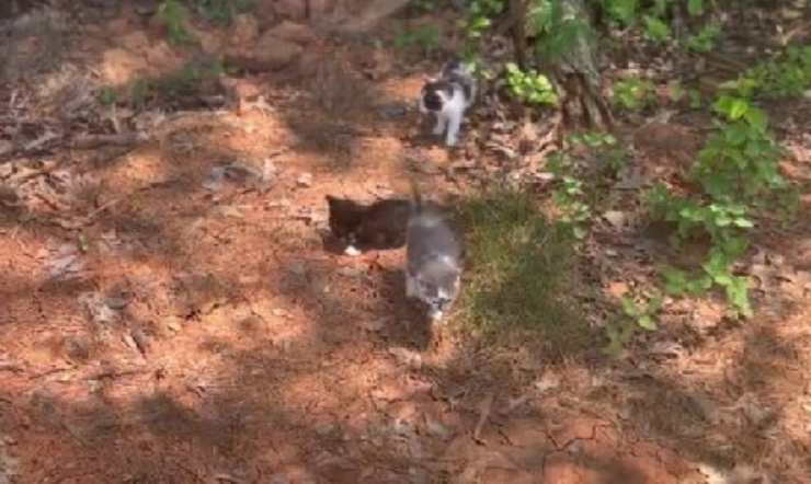 sistema di distribuzione dei gatti
