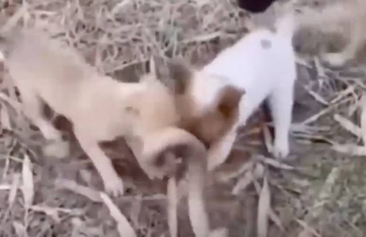 cuccioli rischio rispondono attacco