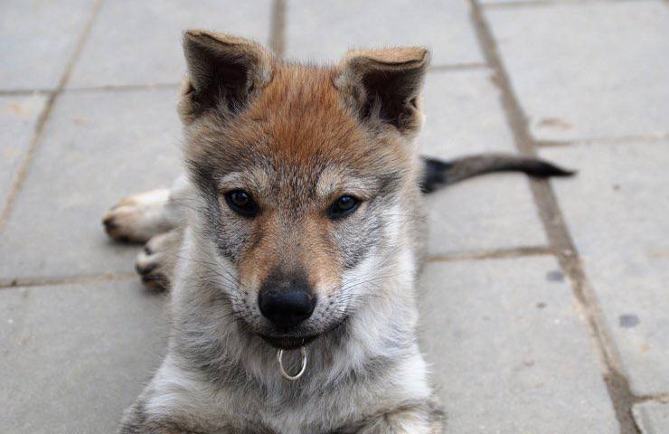 cane abbandonato padrona fuggita