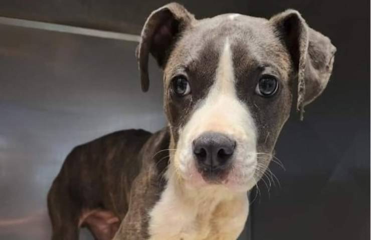 12 cani salvati, proprietario accusato di crudeltà verso gli animali