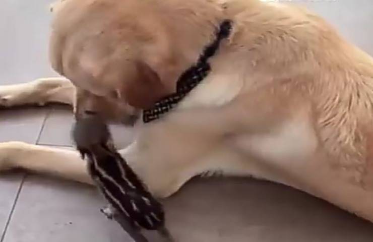 Cucciolo di cinghiale crede che il cane sia la sua mamma