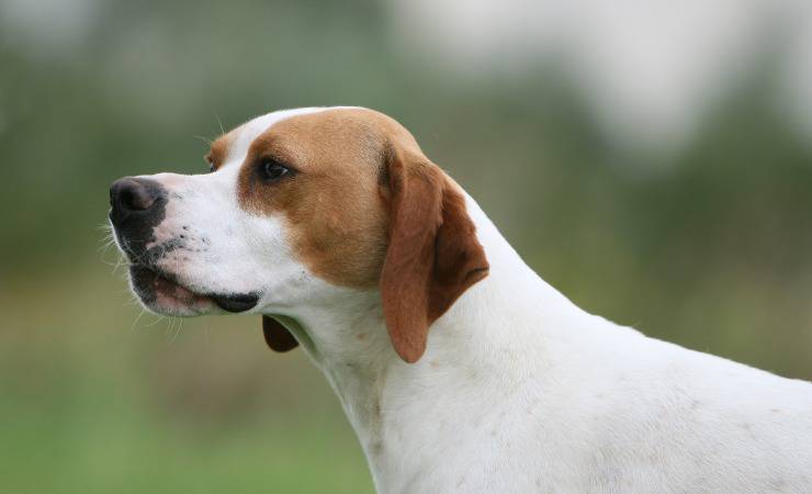 pointer inglese