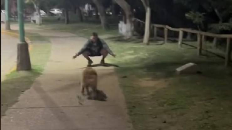 Ex incontra cane