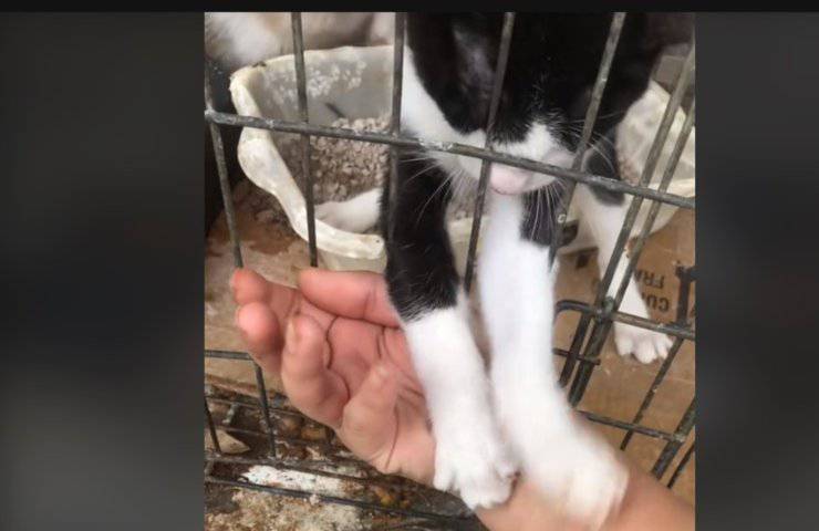Gatto allunga le zampe e sceglie il suo padrone