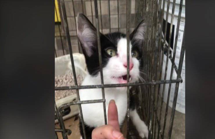 Gatto allunga le zampe e sceglie il suo padrone