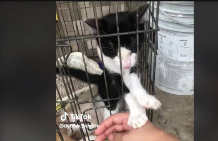 Gatto allunga le zampe e sceglie il suo padrone