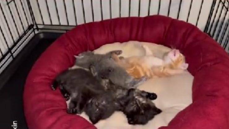 gatti trovati all'interno del divano
