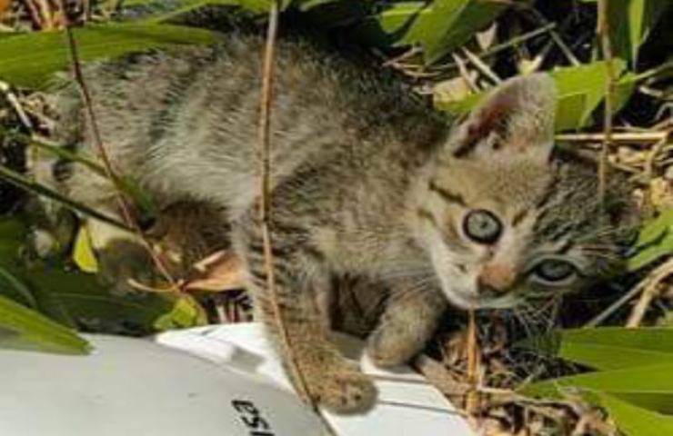 L'incontro tra un gattino sperduto e un gruppo di elettricisti : una storia di salvezza e adozione