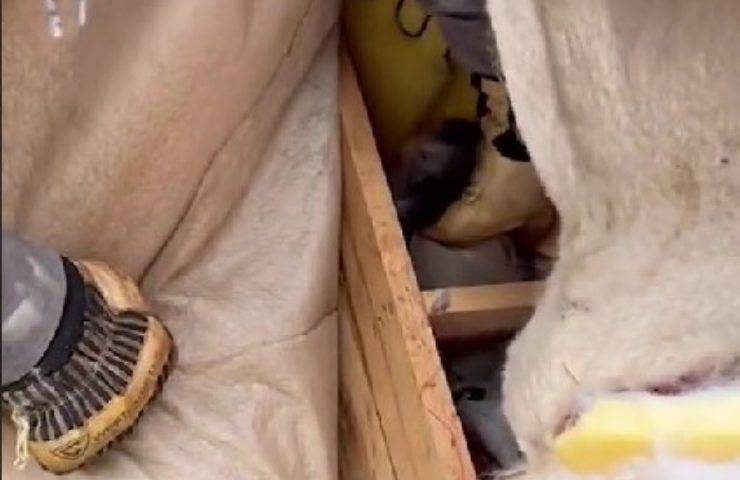 Gattini nel divano