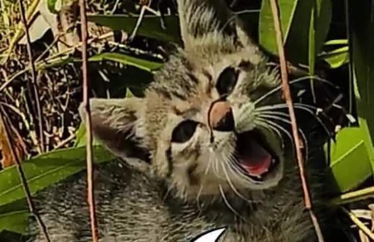 L'incontro tra un gattino sperduto e un gruppo di elettricisti : una storia di salvezza e adozione
