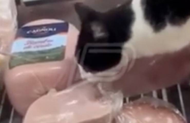 gatto annusa alimento supermercato
