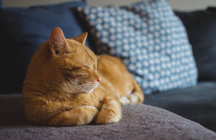 gattina accolto luogo sicuro