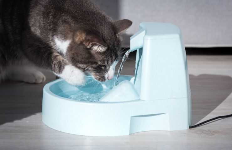 Gatto beve dalla fontana per gatti