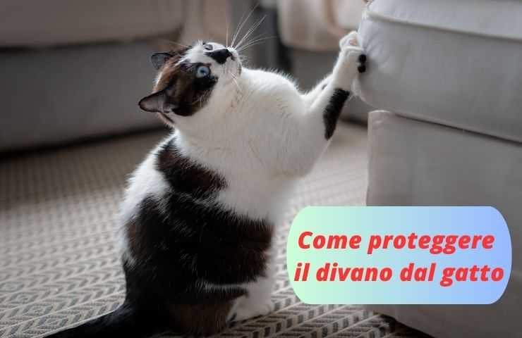 Gatto con le zampe sul divano