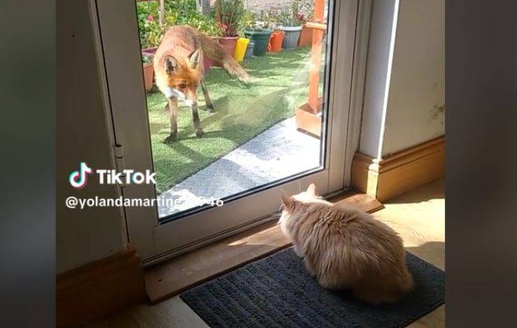Gatto e volpe video