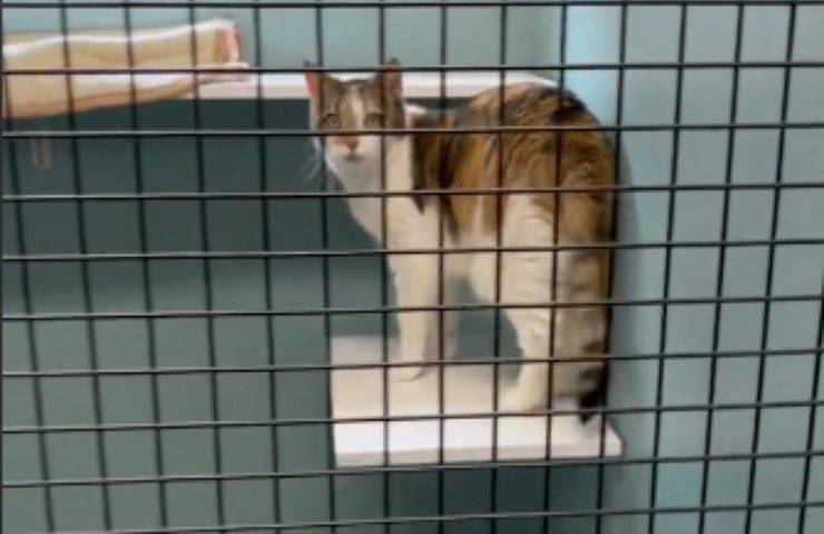 gatto aspetta nuova famiglia