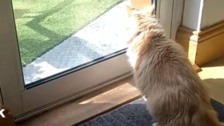 gatto difende casa da volpe