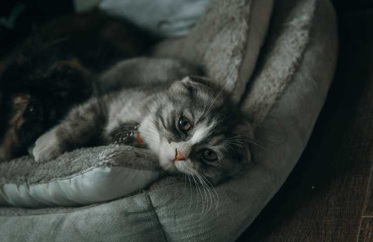 Gatto malato 