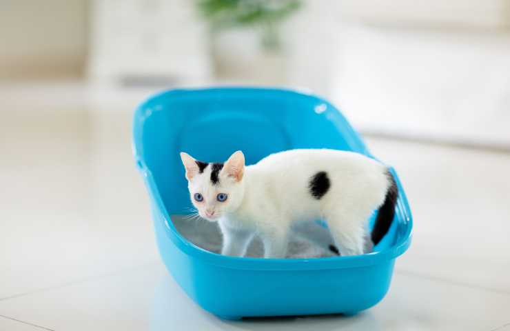 Gatto nella lettiera