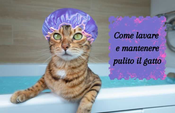 Gatto nella vasca