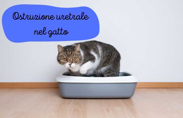 Gatto non urina