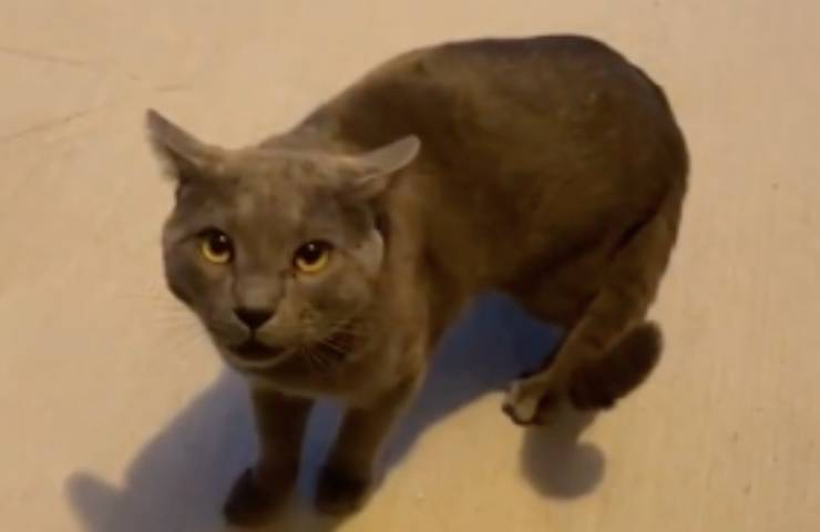 gatto lamenta portico casa