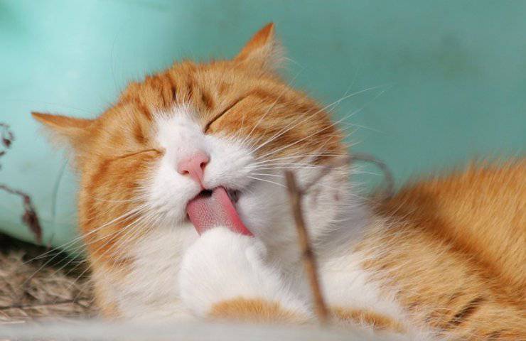 Gatto smarrito dalla clinica veterinaria