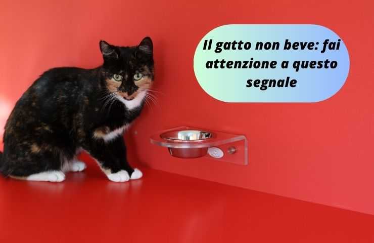 Gatto si rifiuta di bere