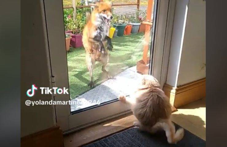 Gatto spaventa volpe video