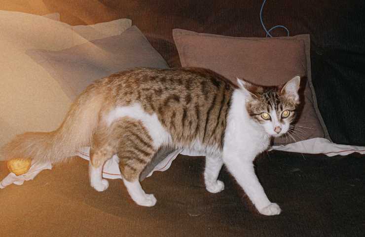 Gatto sul divano 