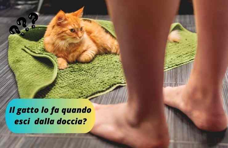 Gatto aspetta donna che fa la doccia