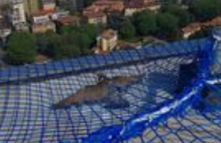 Giulia falco pellegrino salvato dalla rete