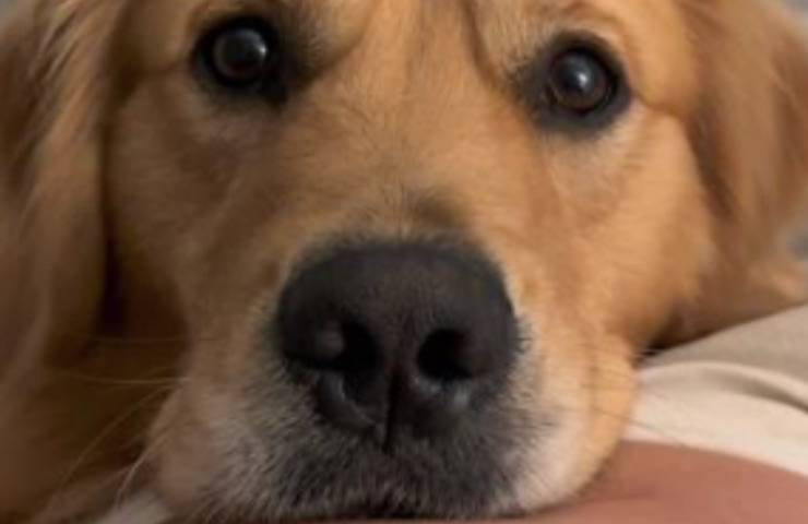 golden beau bimbo arrivo