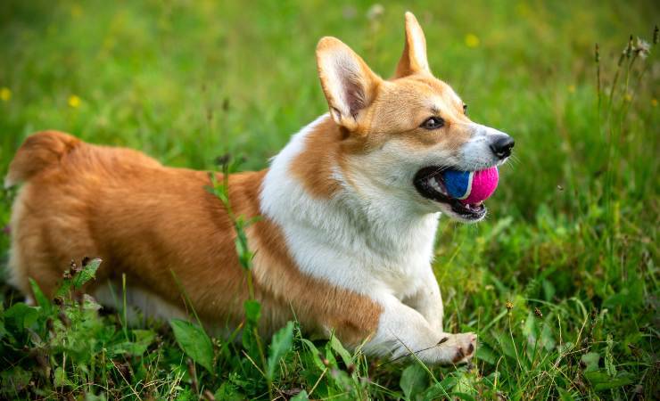 cane con la palla