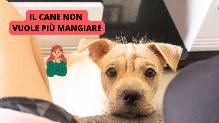 cane triste