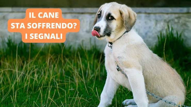 Cane triste
